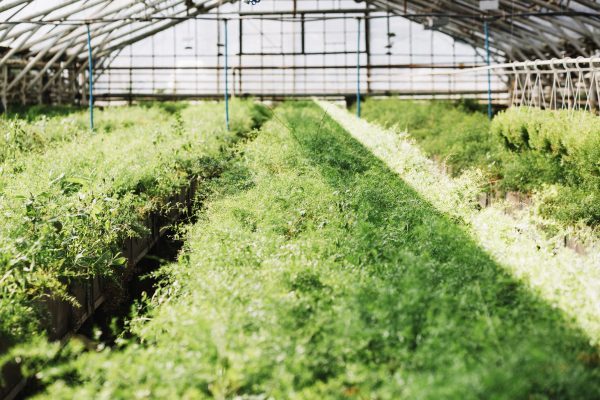 fresh-green-plants-growing-in-greenhouse