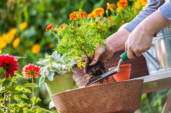 consejos-para-regar-un-jardin-con-flores
