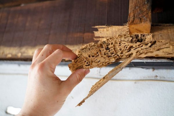 termite-damage-gettyimages-1300681997