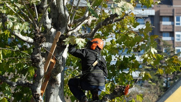 Details 100 riesgos en la poda de árboles